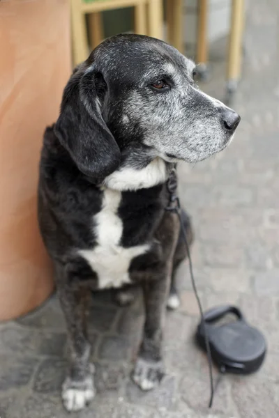 Cão preto na rua — Fotografia de Stock