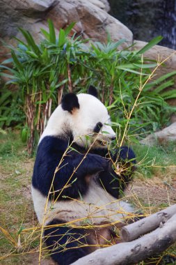 Büyük panda bambu yemek