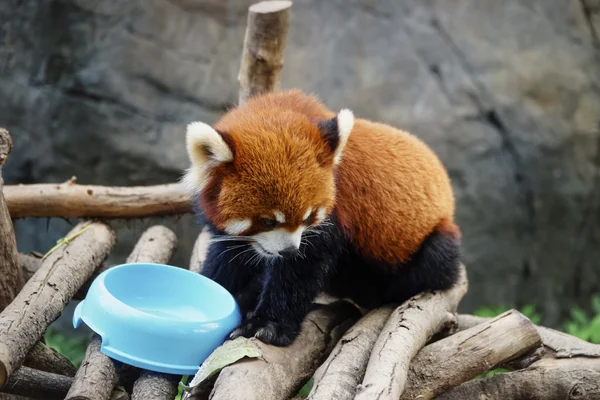 Red panda sitting near feeding bowl — Stock Photo, Image