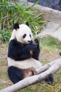 Dev panda oturup bambu yemek