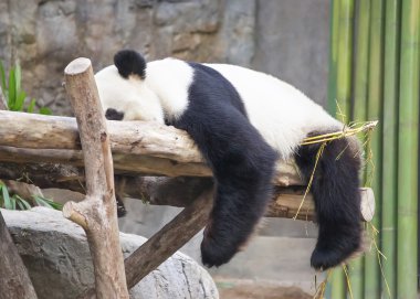 Dev panda ağaç üzerinde uyuyor