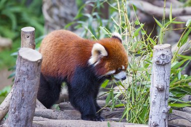 Red panda on the tree clipart