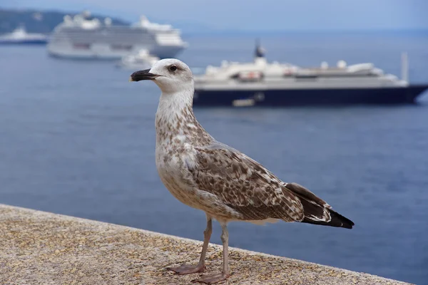 Sea gull  in front of cruise ships — Stock Photo, Image