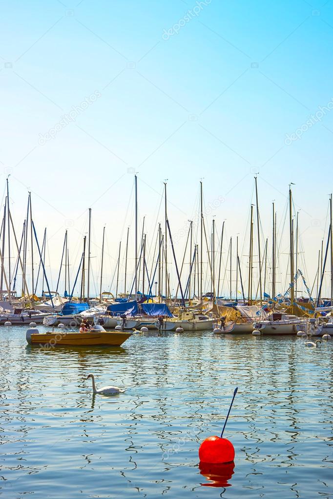 Swans and boats in marina in Geneva lake bay harbor in Lausanne,