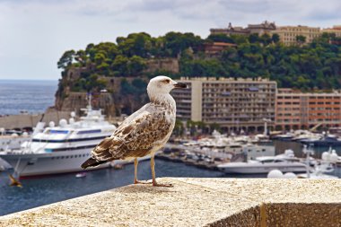 Sea gull lüks gemi önünde