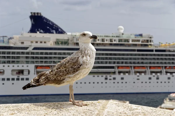 Sea gull  in front of cruise ships — Stok fotoğraf