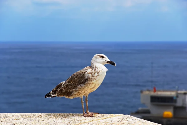 Sea gull on the parapet in front of sea and port — Stock Photo, Image