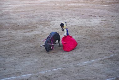 Arena boğa güreşi sırasında dizlerinin üzerine boğa