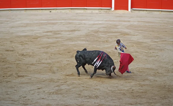 Touro enfurecido está atacando uma capa — Fotografia de Stock