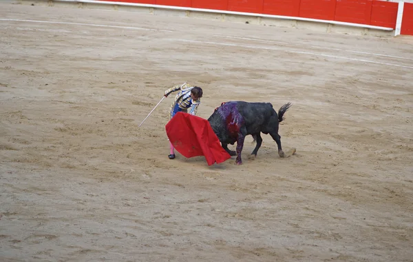 Bull sta attaccando un mantello con rabbia. — Foto Stock
