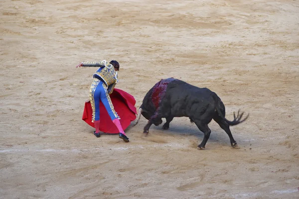 Tjurfäktare retar en tjur — Stockfoto