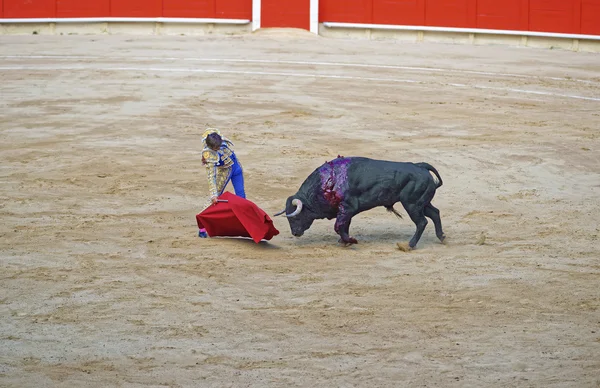 V žáru býčí show — Stock fotografie