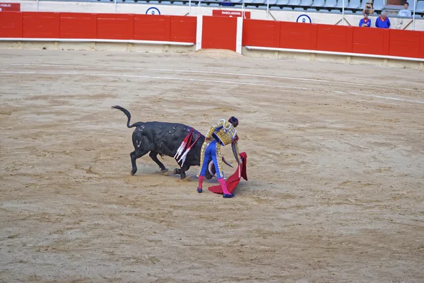 Espectáculo de toros en su apogeo —  Fotos de Stock