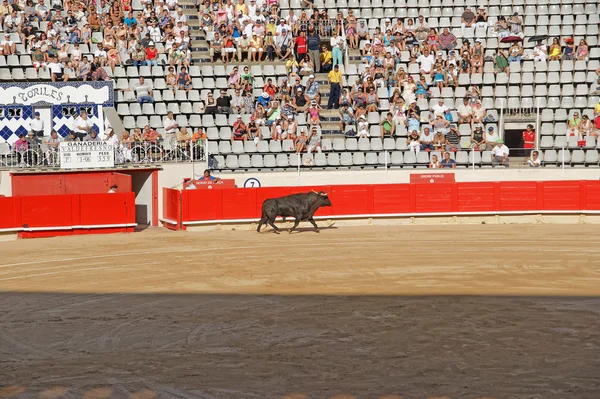 Spanish fighting bull in the arena — стокове фото