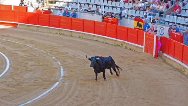 Touro de luta espanhol ferido na arena de touradas — Fotografia de Stock