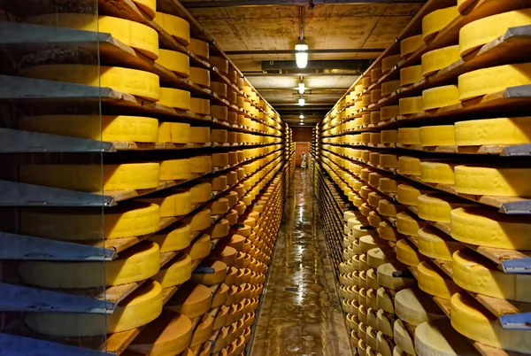 Montones redondos de curado de queso en una bodega de Maison du Gruyere c — Foto de Stock