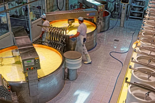 Proceso de producción de queso Gruyere en la fábrica de quesos Fotos de stock