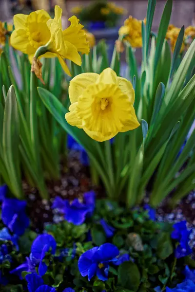 Viooltjes en narcissen op de achtergrond van de natuur — Stockfoto