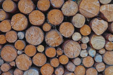 Kışa hazır odun yığını