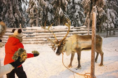 Ren geyiği Lapland Finland'deki / daki Ruka çocuklarda tarafından besleme