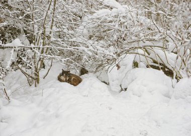 Kurt kışın Stockholm İsveç'te Skansen Açık Hava Müzesi'nde