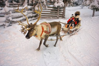 Kış Ren geyiği kızak Lapland Finland'deki / daki Ruka racing
