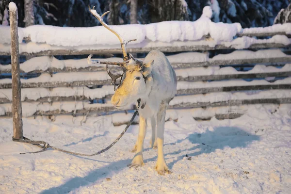 Un cuerno Reno en Ruka en Laponia en Finlandia —  Fotos de Stock