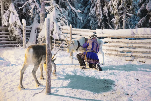 Renos y Suomi hombre en Ruka en Laponia en Finlandia —  Fotos de Stock