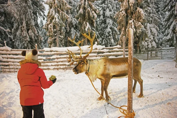 Ren geyiği Ruka Lapland Finland'deki / daki çocuk tarafından besleme — Stok fotoğraf