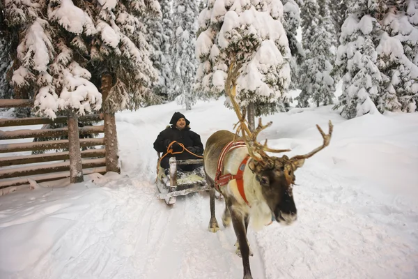 Inverno Lapland Rena trenó corrida em Ruka, na Finlândia — Fotografia de Stock