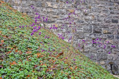 Beautyberry (Callicarpa bodinieri çalı)
