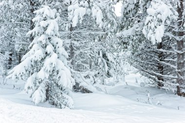 Ruka Finlandiya'da kutup kutup çember üzerindeki ağaçlarda kar kaplı