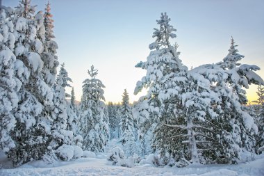 Sunrise in a snow covered forest in Ruka village in Finland clipart