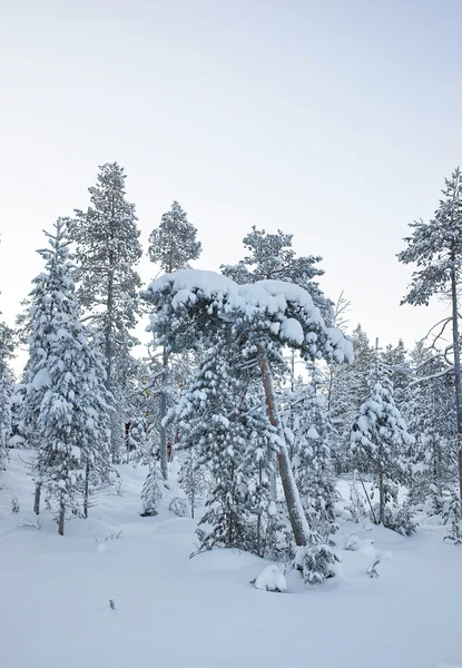 Едва видел коттедж среди заснеженных лесов в Руке в Финляндии — стоковое фото