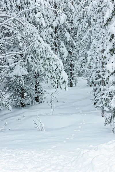 Снег покрыл деревья в Руке в Финляндии на полярном круге — стоковое фото
