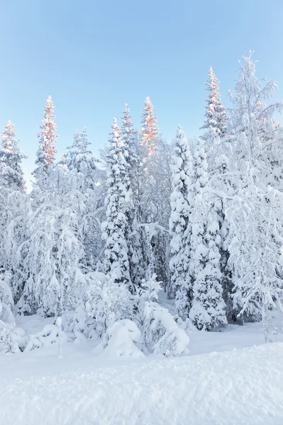 Tapas soleadas de los árboles en un bosque cubierto de nieve en la aldea de Ruka — Foto de Stock