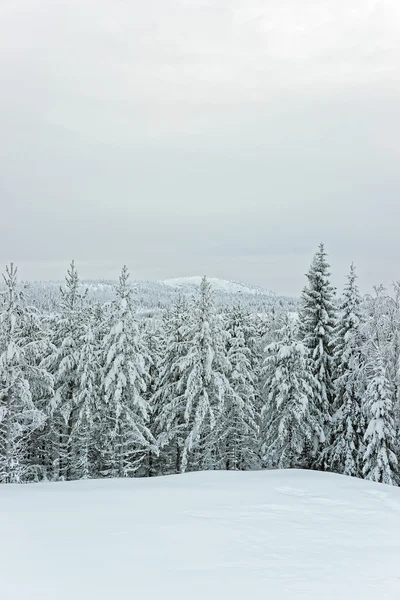 Neve coberto árvores em primeiro plano e uma colina no fundo — Fotografia de Stock