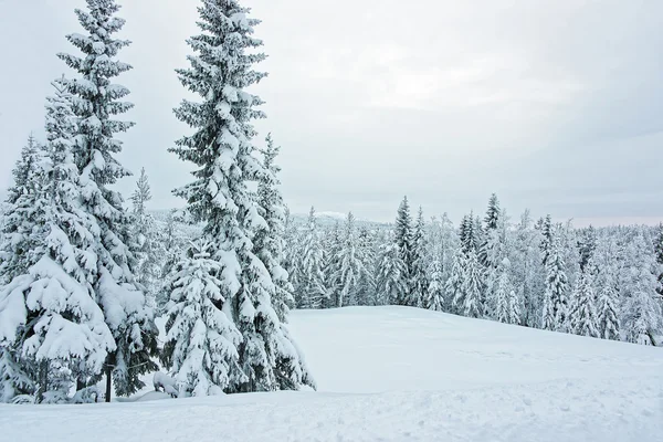 Snow covered trees at the foreground and a panoramic view of forest in Ruka (Finnish Lapland) Royalty Free Stock Photos