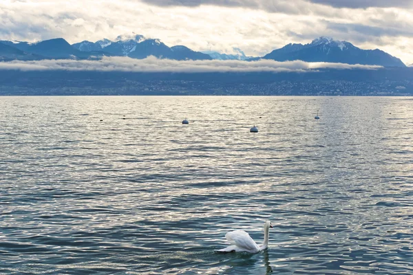Lausanne quay Ženevské jezero a labuť — Stock fotografie