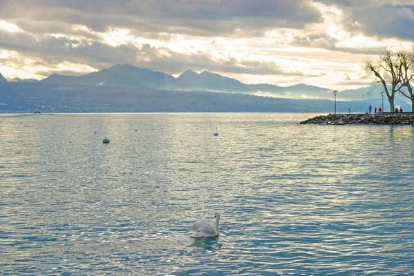 Lausanne quay dari Geneva Lake and swan — Stok Foto