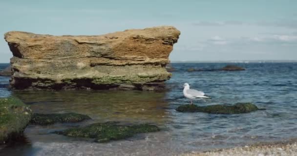 Seagull sits near large sea stone. Shallow waters with cliffs. Seabird flies over the water. Seascape. Slow motion. — Stock Video