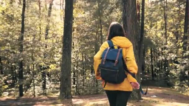 Одинокая девушка в желтой куртке носит синий рюкзак, а камера потерялась, гуляя в лесу в солнечный день.. — стоковое видео