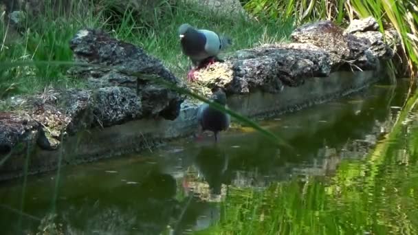 Pigeons drinking water — Stock Video