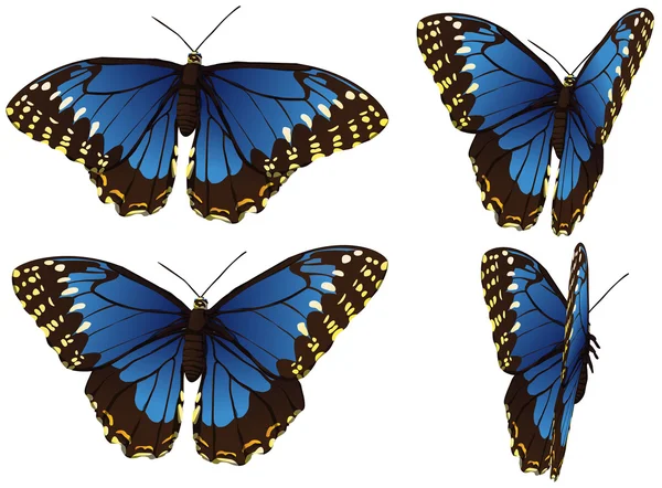 Morpho blue  butterfly — Stock Vector