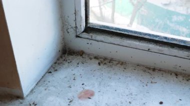 Pencere kenarında toz, küf lekeleri ve ölü böceklerle dolu kirli bir pencereye yakın plan. Tek bir cam levha boyunca soldan sağa doğru yavaş çekim. İhmal, hijyen eksikliği, kirlilik, terk edilmiş ev, temizlik ya da yenileme ihtiyacı kavramı