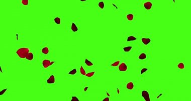 Krom anahtarda uçan kırmızı gül yaprakları, yeşil ekran arka planı, aşk ve sevgililer günü