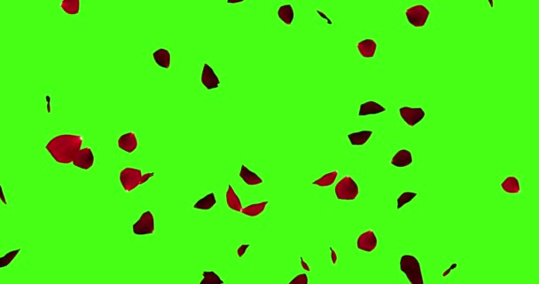 Red rose petals flying on chroma key, green screen background, love and valentine day — Stock Video