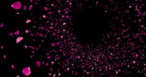 3d animation pink and violet rose petals flying with vortex on black background, love and valentine day — Stock Video