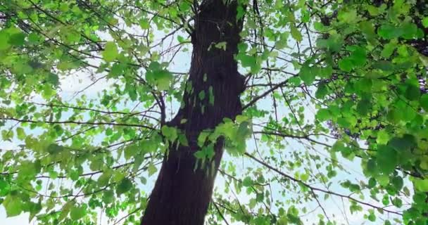Erdő fák zöld tavasz nyár levelek napfény ég napkitörés sugarak repül át az erdőn a természet háttér, fogalom — Stock videók