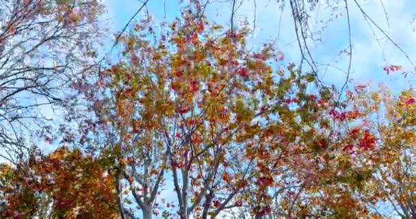 Arbres forestiers et des feuilles d'automne colorées jaune et rouge tombant aube au ciel de la lumière du jour avec des rayons de lumière du soleil volant à travers la forêt sur — Video